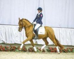 Dressurpferd Tiago 8 (Deutsches Reitpony, 2010, von Timberland)