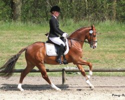 dressage horse Tamino H 2 (German Riding Pony, 2009, from Timberland)