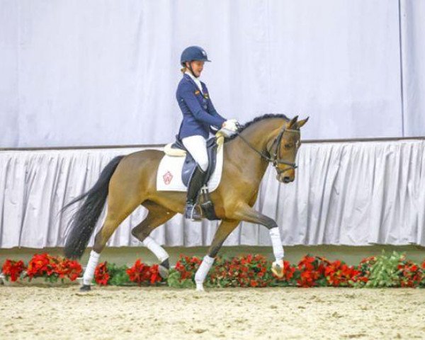 dressage horse Nizha (German Riding Pony, 2010, from Nagano)