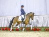 Dressurpferd Nizha (Deutsches Reitpony, 2010, von Nagano)