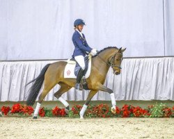 Dressurpferd Nizha (Deutsches Reitpony, 2010, von Nagano)