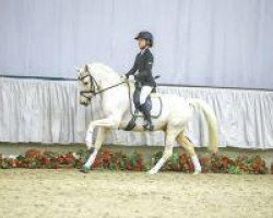 dressage horse Gründleinshofs Karat Royal (German Riding Pony, 2008, from Frankenhoeh's Kir Royal)