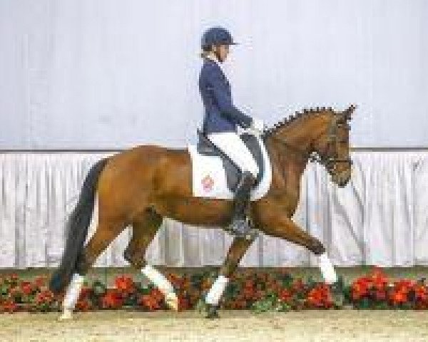 dressage horse Duell (German Riding Pony, 2010, from Top Der Da)