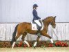 dressage horse Duell (German Riding Pony, 2010, from Top Der Da)