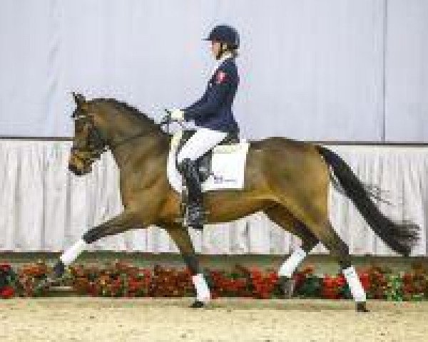 dressage horse Dubary (German Riding Pony, 2010, from Donnerwetter)