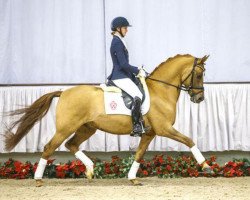 dressage horse Downtown 14 (German Riding Pony, 2008, from FS Don't Worry)