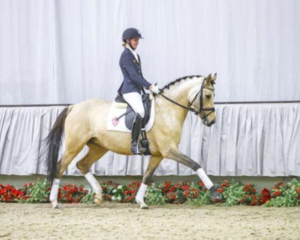 Dressurpferd Cinderella S (Deutsches Reitpony, 2010, von FS Champion de Luxe)