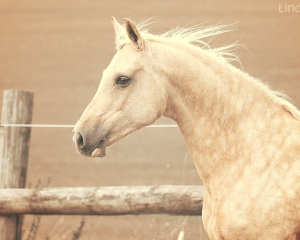 Zuchtstute Golden Spring (Kleines deutsches Reitpferd, 2005, von Golden Springfield B)