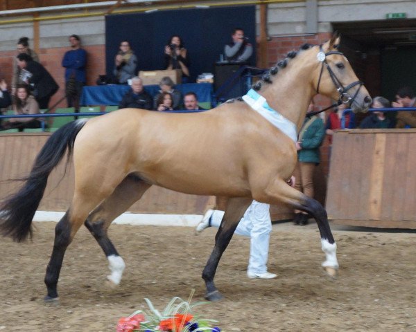 horse Beryllium MD (Oldenburg, 2011, from Brioni)