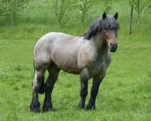 stallion Erkan (Saxon-Thuringian Draughthorse, 2000, from Eros)