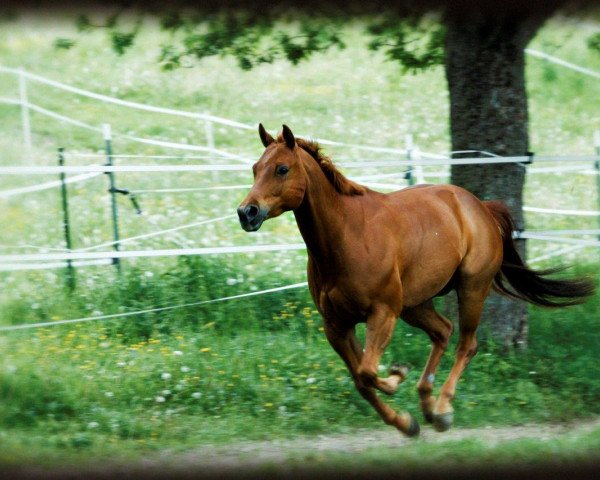 broodmare Lady Dillan (Quarter Horse, 2000, from RC Dillon)