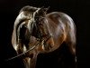 dressage horse Shadow (Oldenburg, 2003, from Sevillano xx)