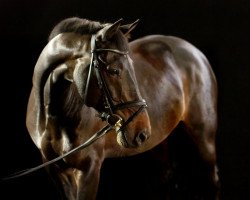 dressage horse Shadow (Oldenburg, 2003, from Sevillano xx)