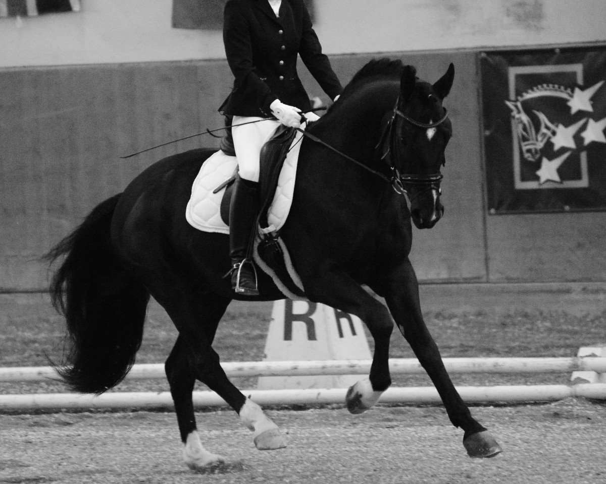 horse Rosenstolz RK (Hanoverian, 2008, from Rascalino)