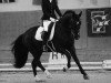 dressage horse Rosenstolz RK (Hanoverian, 2008, from Rascalino)