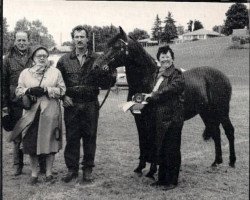 horse Jacob's Pied Piper (New Forest Pony, 1984, from Daffoglad Peter Piper)