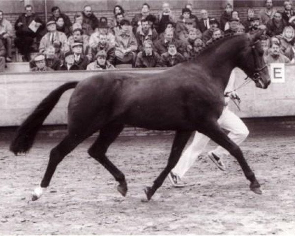 stallion Rusty (New Forest Pony, 1986, from Kantje's Sjonny)