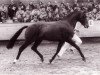 Deckhengst Rusty (New-Forest-Pony, 1986, von Kantje's Sjonny)