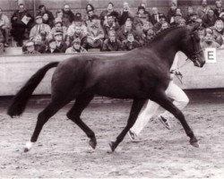 Deckhengst Rusty (New-Forest-Pony, 1986, von Kantje's Sjonny)