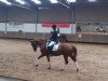 broodmare Geraldine (German Riding Pony, 2001, from FS Golden Highlight)