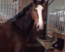 horse Gwennie (KWPN (Royal Dutch Sporthorse), 2011, from Sander)