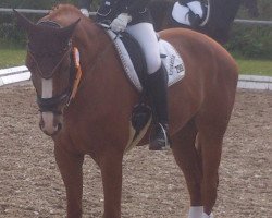 dressage horse Goletta (Hanoverian, 2006, from Gilgamesch M)