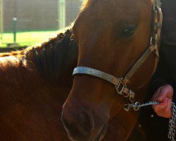 broodmare As Chic As Wrangle (Quarter Horse, 2014, from Wrangle Chic)