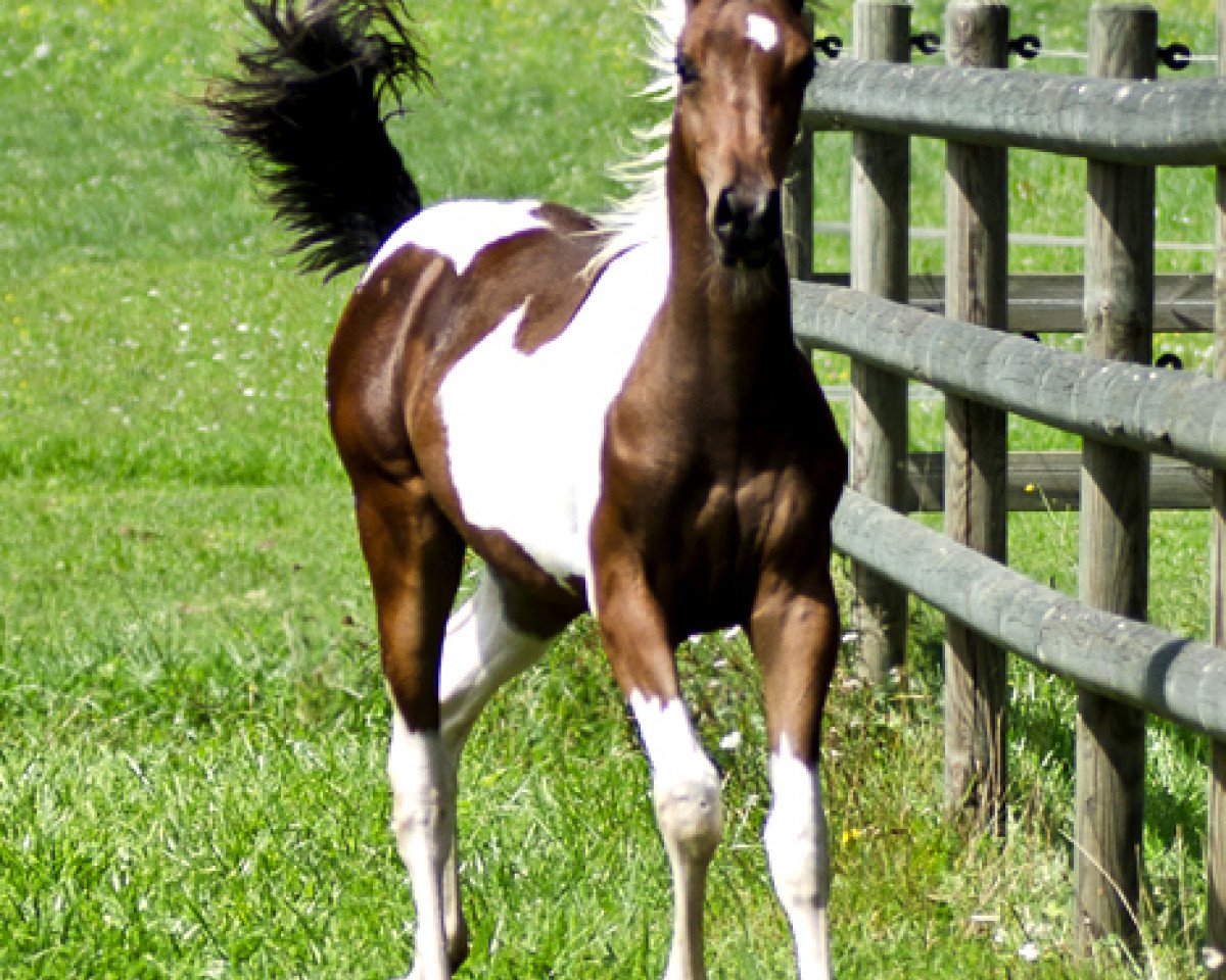 Zuchtstute My Little Passion (Pintabian, 2014, von NorCal Sierra SnoMan)