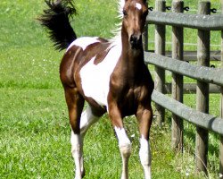 Zuchtstute My Little Passion (Pintabian, 2014, von NorCal Sierra SnoMan)