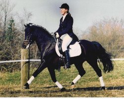 stallion Vognmandsgården Firelight (New Forest Pony, 1988, from Højmarkens Ikaros)