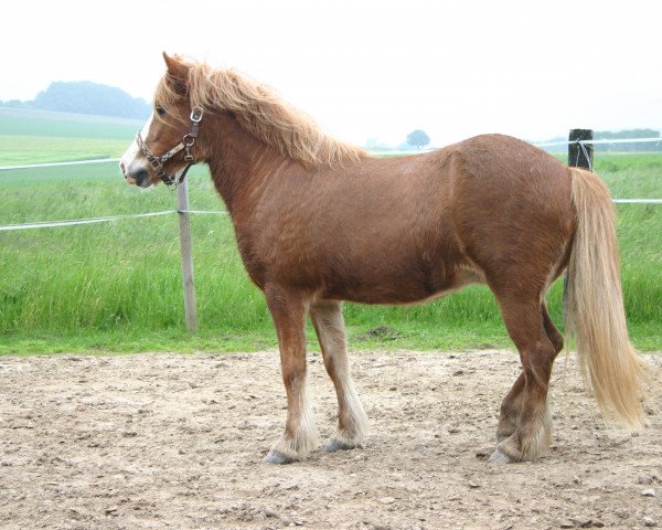 horse Svana (Iceland Horse, 1991, from Angi frá Laugarvatni)