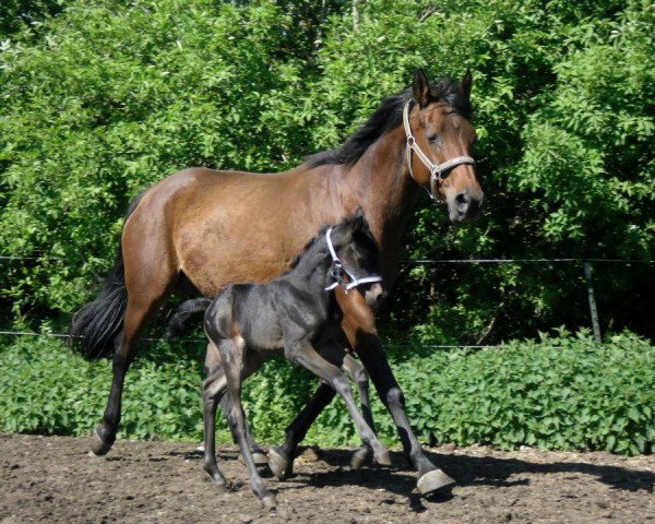 broodmare Mira (Württemberger, 1993, from Maritim)