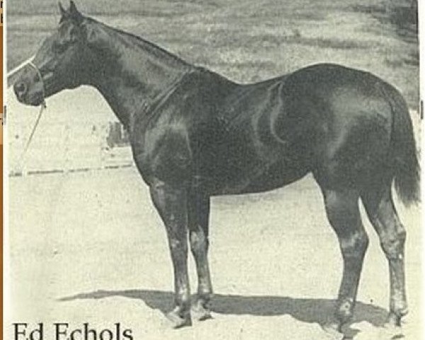 stallion Ed Echols (Quarter Horse, 1940, from Zantanon)