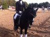 dressage horse Lucky Star 75 (Welsh, 1996)