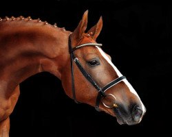 dressage horse Finbar (Hanoverian, 2009, from Fürst Nymphenburg)