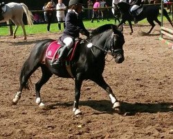 broodmare Sally (Welsh-Pony (Section B), 1994, from Rondeels Mac)