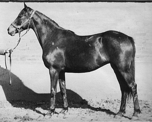 broodmare Gidroponika (Ukrainisches riding horse, 1981, from Priz xx)