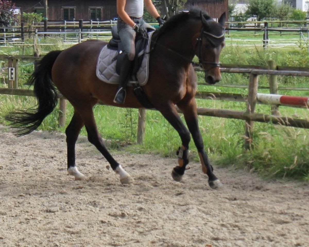 jumper Samba Queen 3 (Westphalian, 2003, from Show Star)