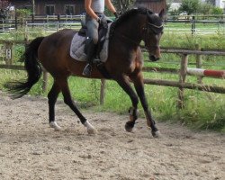 jumper Samba Queen 3 (Westfale, 2003, from Show Star)