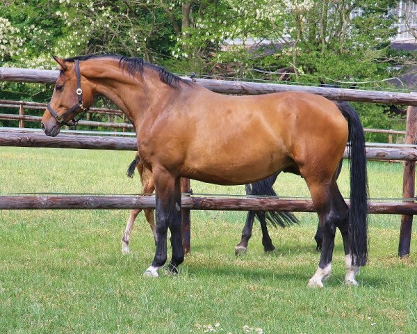 broodmare Fürstin Fabia (Rhinelander, 2004, from Fidermark)