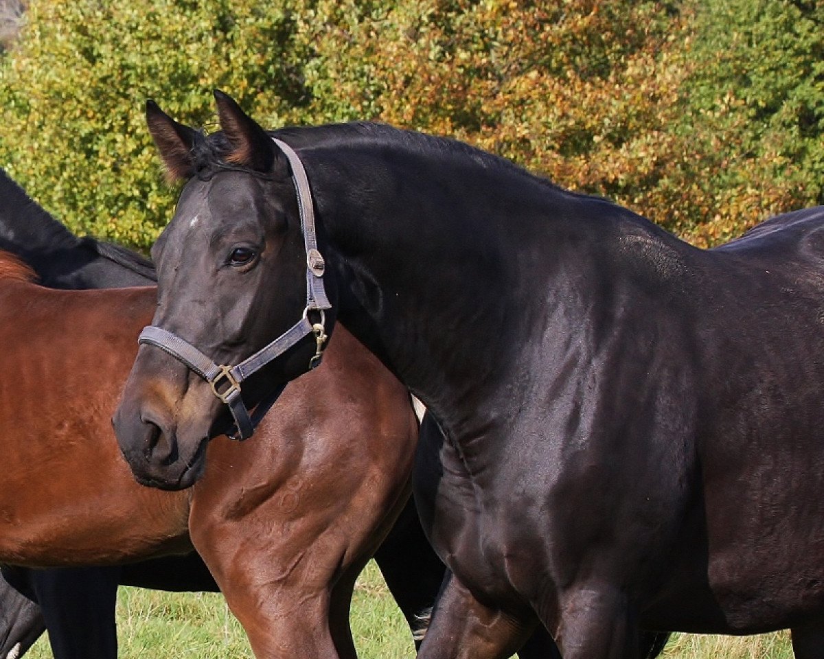 broodmare De la Fabia (Oldenburg, 2010, from Delamanga)
