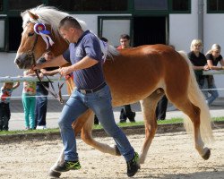 Deckhengst Bonami (Haflinger, 2008, von Barkas)