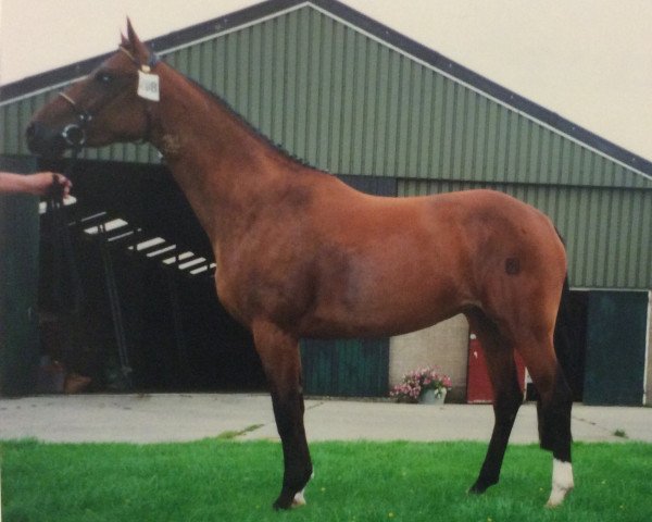 broodmare Pasadena ST (KWPN (Royal Dutch Sporthorse), 1997, from Wellington)