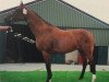 broodmare Pasadena ST (KWPN (Royal Dutch Sporthorse), 1997, from Wellington)