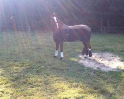 dressage horse Contesto (Holsteiner, 2010)