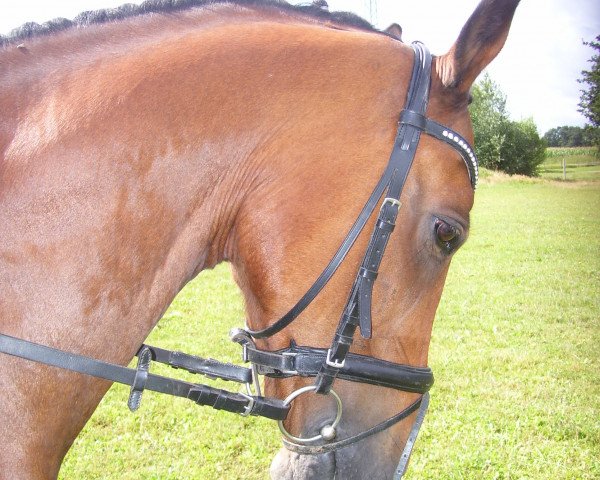 Pferd Bolero MP (Deutsches Reitpony, 1998, von Boss)