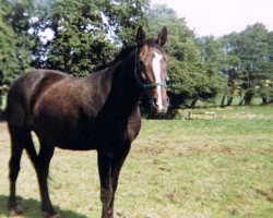 broodmare Palma (Holsteiner, 1978, from Mikado (Holst))