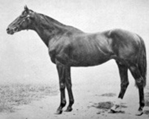 stallion Whisk Broom xx (Thoroughbred, 1907, from Broomstick xx)