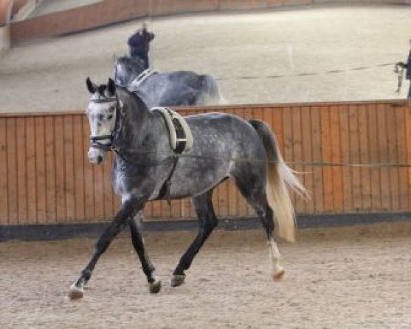 horse Francesco (Oldenburg,  , from Fontane)