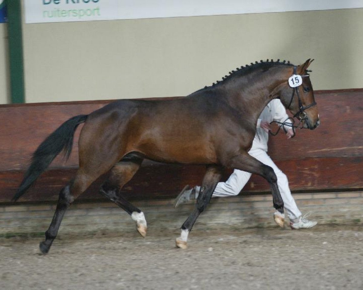 stallion Orchid's Floris (New Forest Pony, 2005, from Berkhof's Higgledy Piggledy)